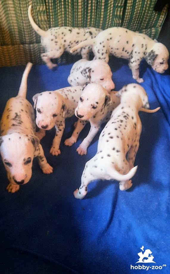 Puii rasa Dalmatian 