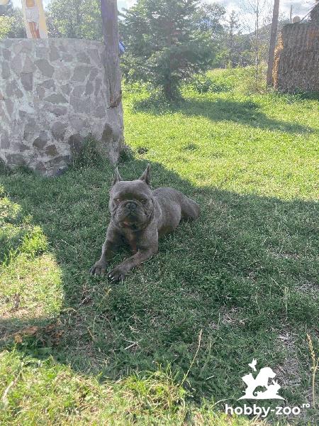 Monta Buldog Francez mascul Blue 