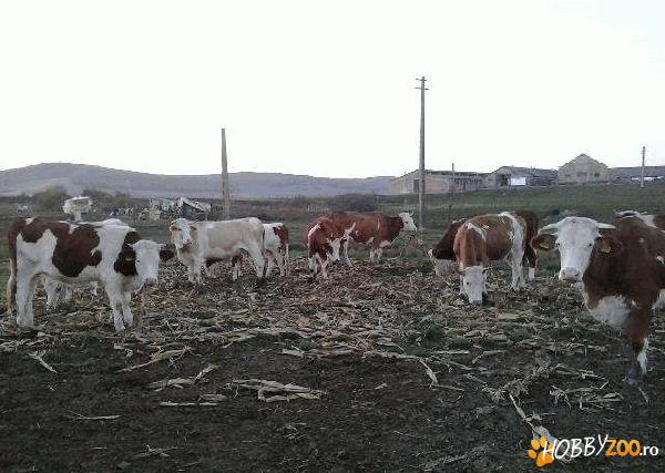 vaci a doua fatare junici gestante