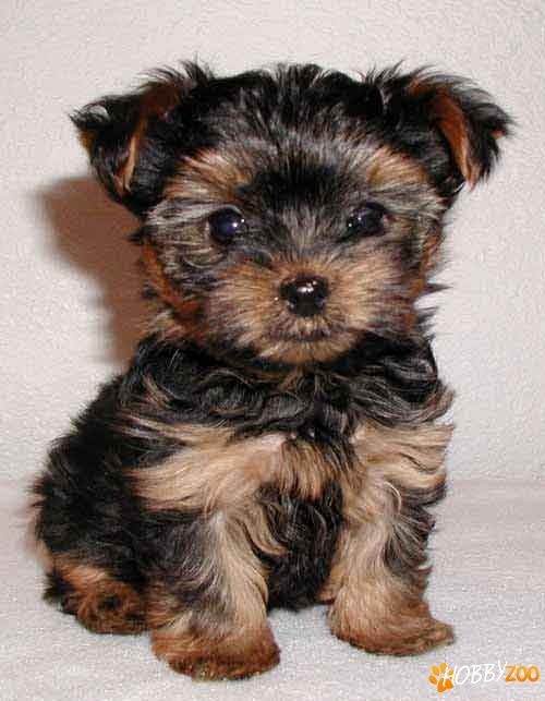 Yorkshire Terrier Toy Mascul 2luni