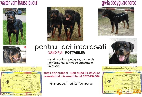 rottweiler de vanzare