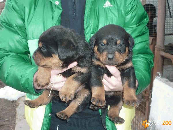 vand catei Rottweiler