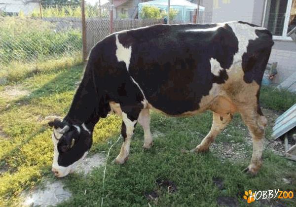 Vaca Holstein prima fatare