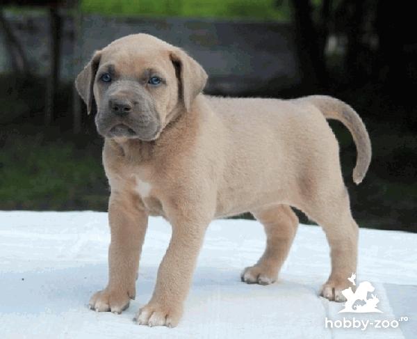 Pui Cane Corso Censia 