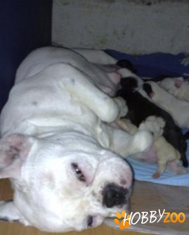 Femele si masculi bulldog francez