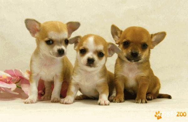 avem catelusi chihuahua