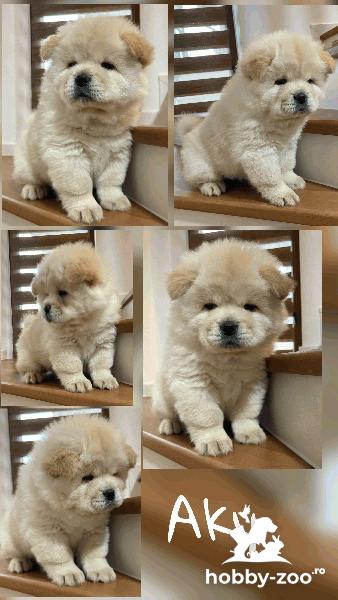  Cățeluși Chow Chow de vânzare