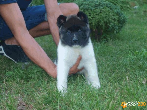 vand catei akita