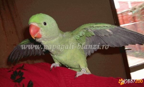 pui blanzi de Marele Alexander