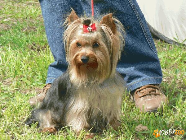 Mascul de yorky