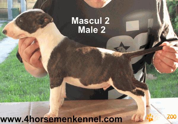 Pui Bull Terrier  Four HorseMen