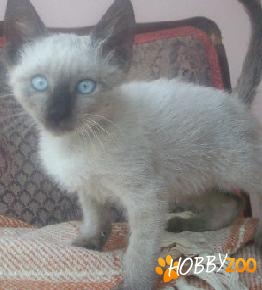 Pui de pisica Snowshoe