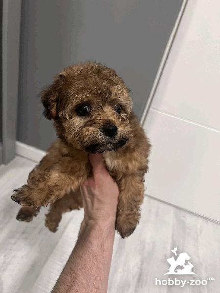 Maltipoo talie mica de vanzare