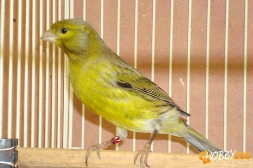 Canari Spanish Timbrado