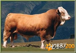 Bovine Simmental rasa pura