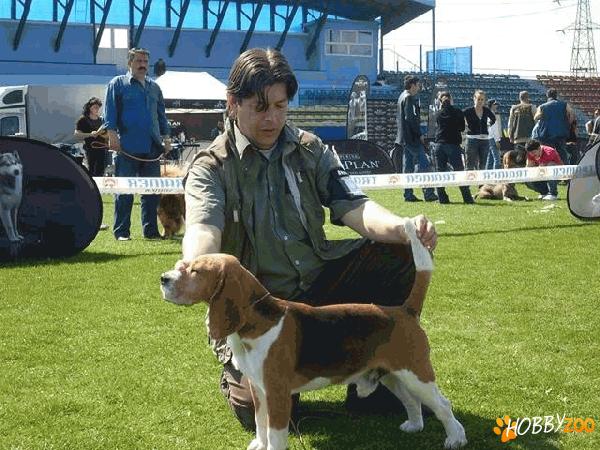 Best Oradinum Beagle
