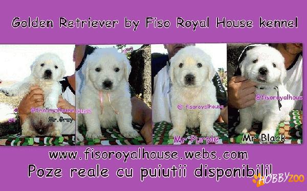 Pui Golden Retriever 