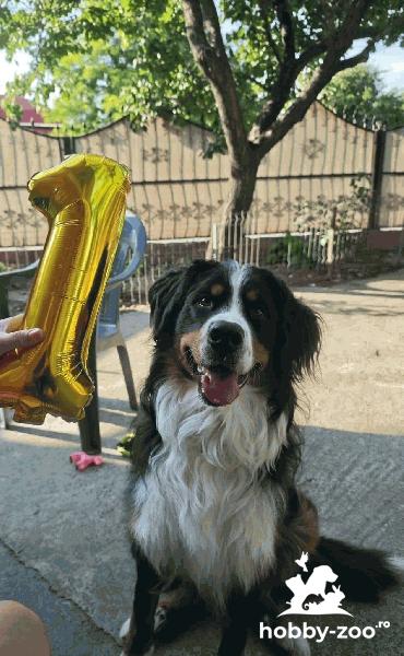 Imperechere mascul  Bernese Mountain Dog