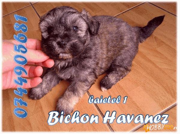 bichoni HAVANESE 500 lei