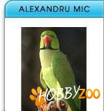 PAPAGALI ALEXANDRU MIC