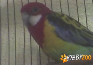 pereche rosella frumosi colorati