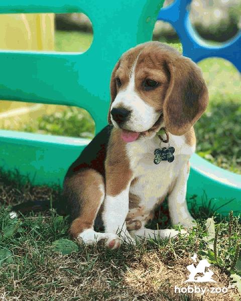 Pui de Beagle tricolori de vanzare