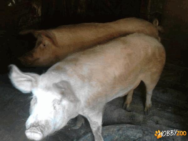 porci crescuti in ograda