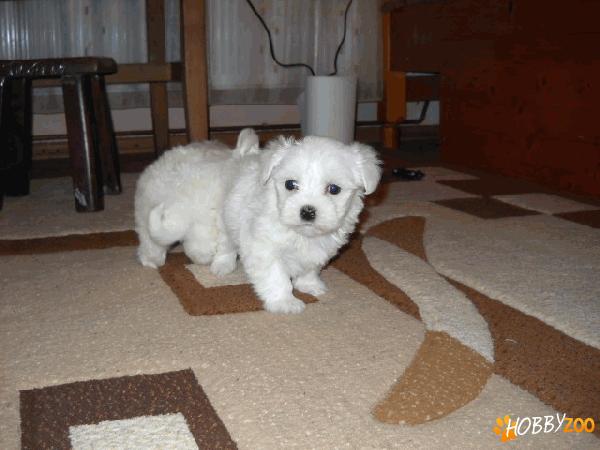 Vand puiuti de bichon maltese