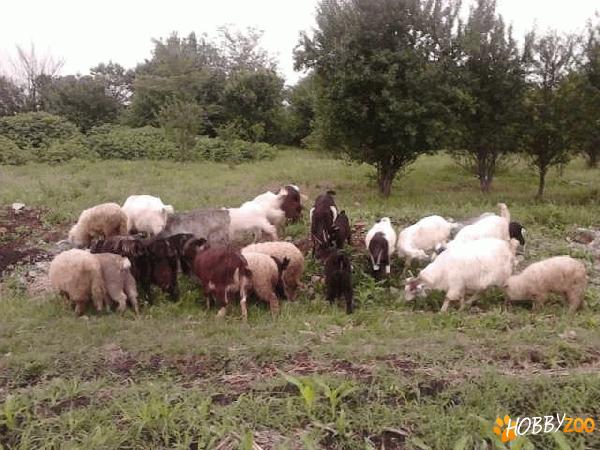 turma de capre romanesti 