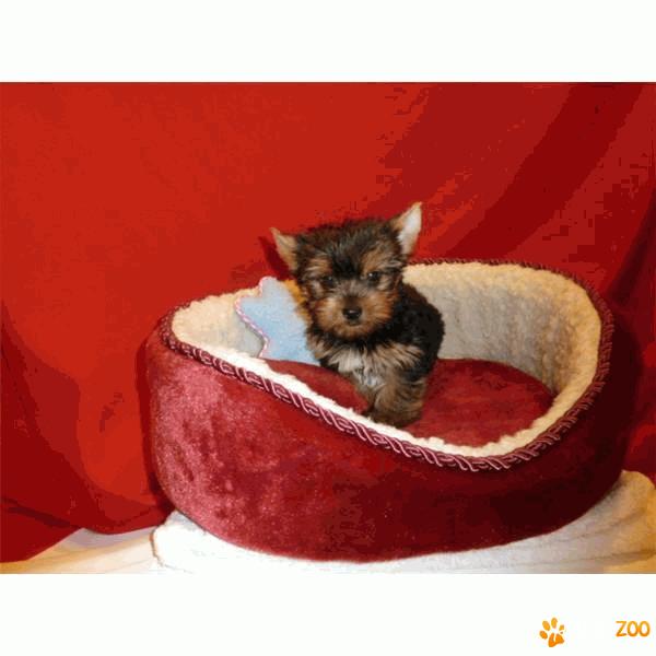 Pui yorkshire terrier toy