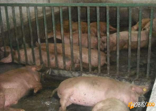 porci de carne diverse rase