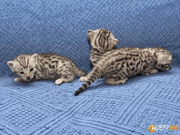 de vanzare pisici  rasa BENGAL