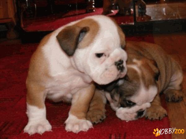 vand catei buldog englez