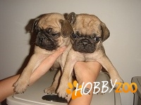 mops de vanzare