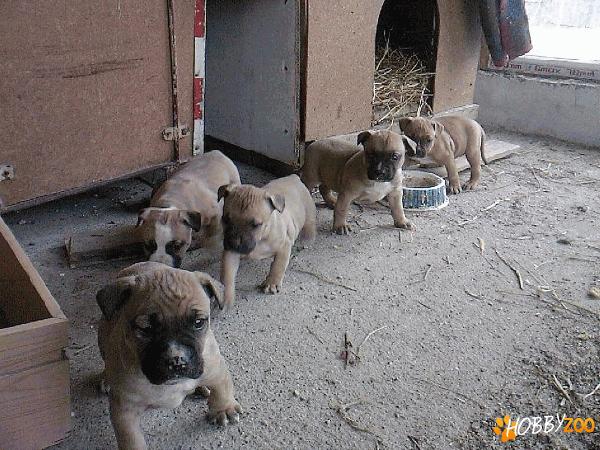pui amstaff din parinti campioni