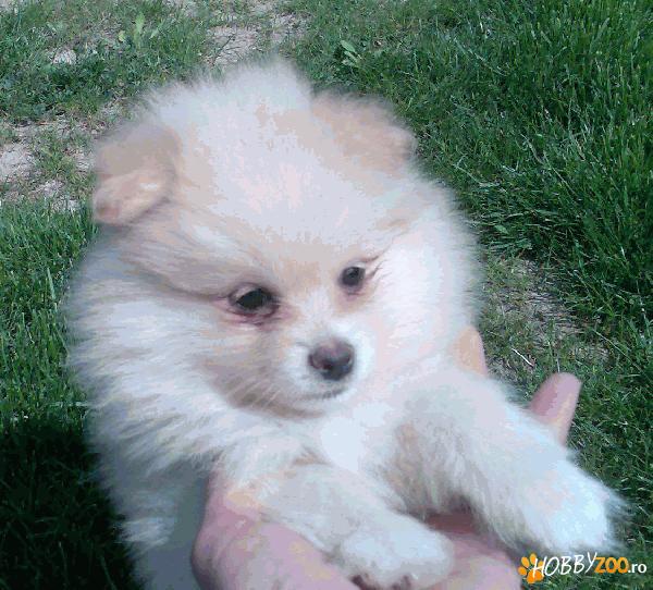 vand bichon havanese