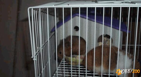 pereche de hamsteri adulti