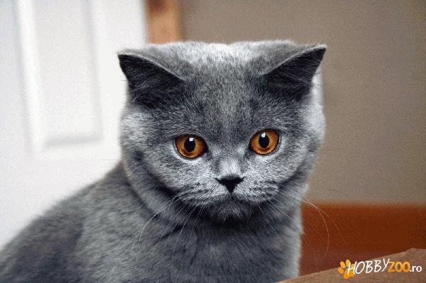 pisicute british shorthair blue