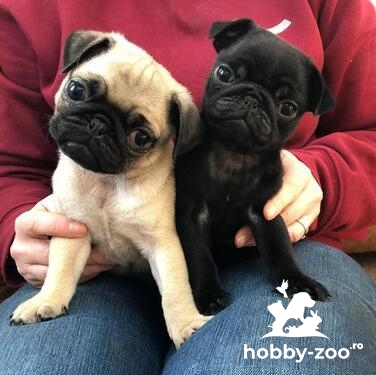 catelusi pug disponibili
