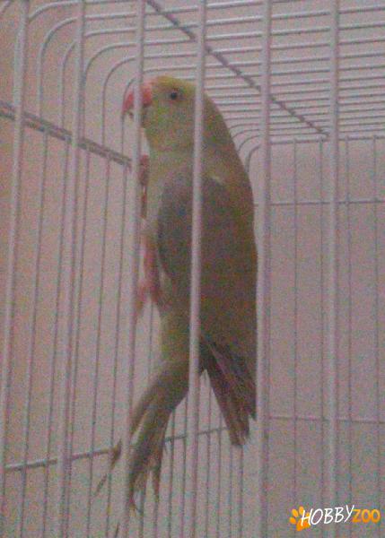 Vand papagal micul alexander