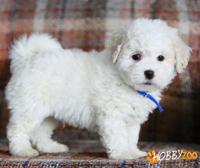 VAND BICHON FRISE 2LUNI