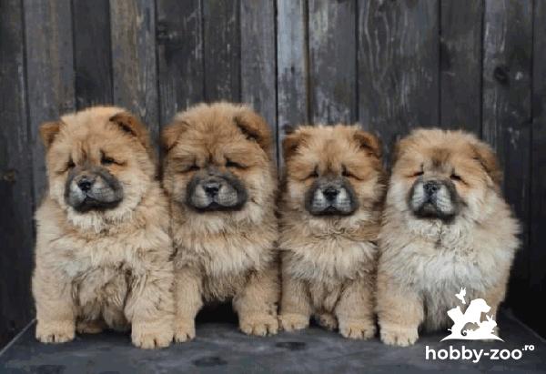 Chow-Chow catelusi de vanzare