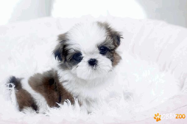 De vanzare Shih-Tzu alb negru 