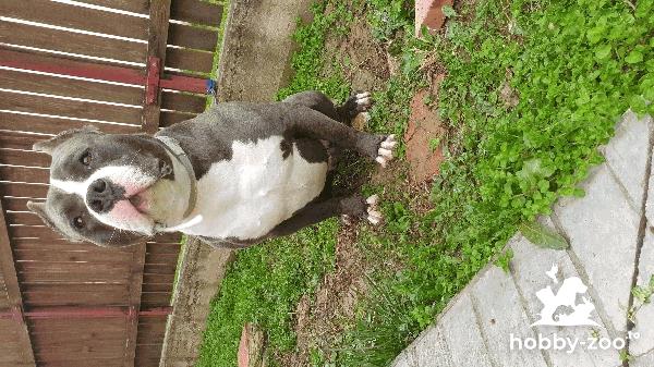 American Bully  Blue-White ABKC