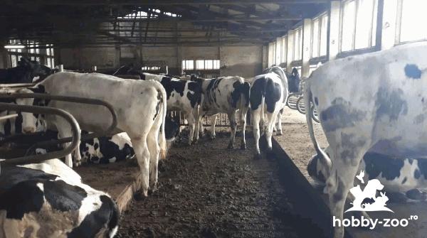 Juninci gestante din rasa Holstein