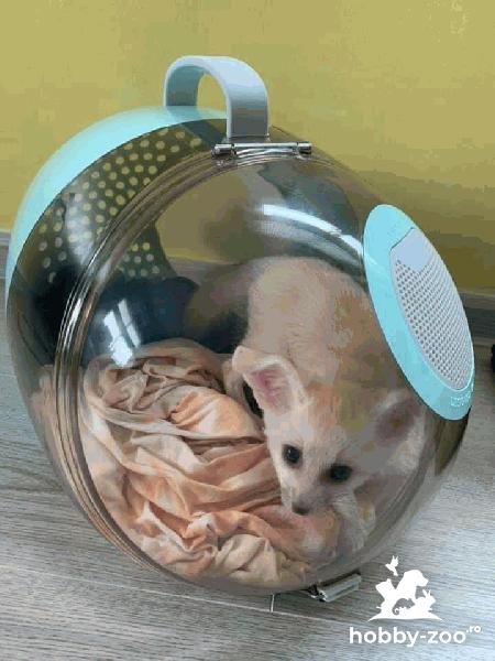 Două vulpi fennec disponibile