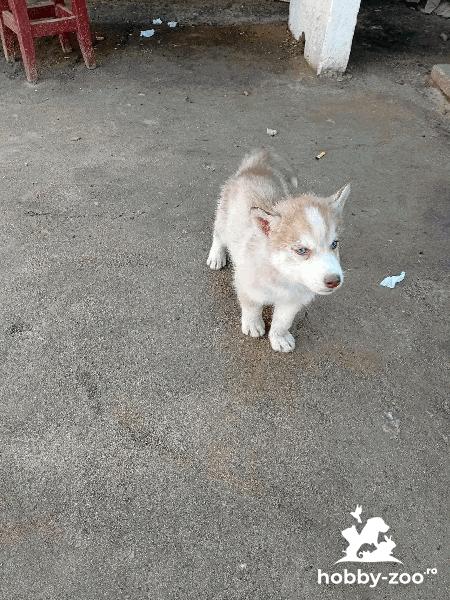 Husky siberian cățeluși 