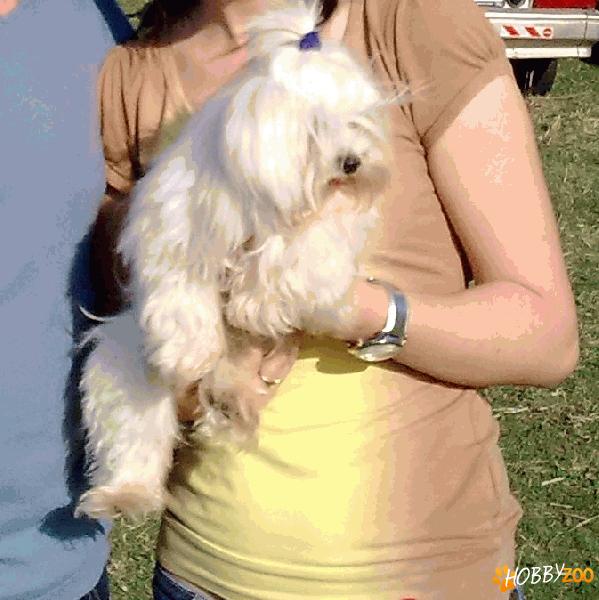 bichon malteze oferta