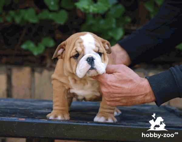 Câini Bulldog Englez frumoși