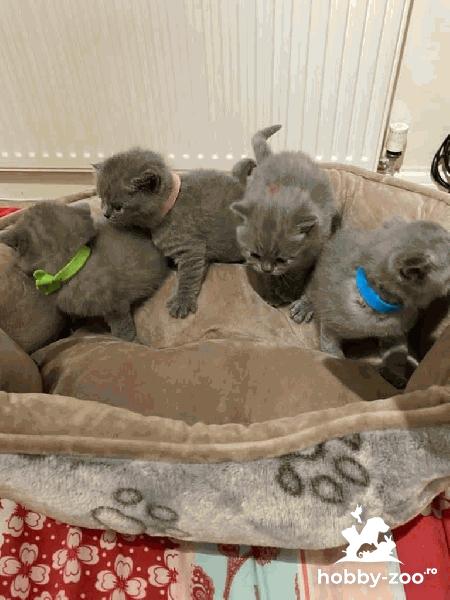 Pisicuțe albastre British Shorthair gata